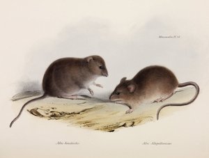 Two Types of Mouse, South America, c. 1832-1836 by Unbekannt