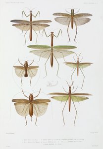 Types of Insect, Australia and Indonesia
