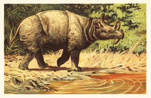 Uintatherium Anceps, Extinct Herbivorous Mammal of the Eocene 1908 by Unbekannter Künstler