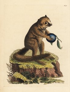 Unknown Species of Bushbaby or Mouse Lemur