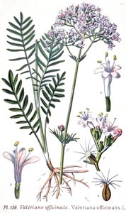 Valerian Officinale, c.1880-1900 (Engraving) by Unbekannter Künstler