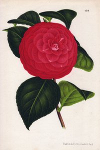 Variete of hybrid camelias, called Marchesa Davia (Camellia japonica, Thea japonica) with red flowers veineated with crimson red. Chromolithography by P.de Pannemaeker, published around 1880 in Ghent, in L