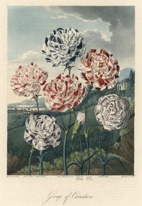 Varieties of Common Carnations, extracted from The Temple of Flora, by Dr. Robert Thornton