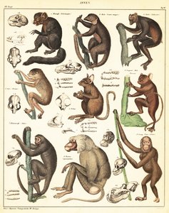 Varieties of Apes (lithograph) by Unbekannter Künstler