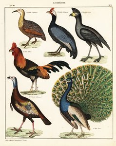 Varieties of Birds, 1841 (lithograph)
