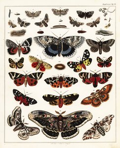 Varieties of Butterflies, Moths (lithograph) by Unbekannter Künstler