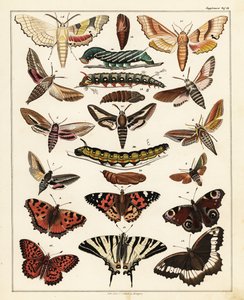 Varieties of Butterflies, Moths, etc. (lithograph) by Unbekannter Künstler
