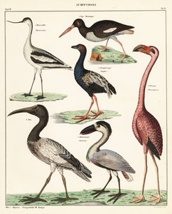 Varieties of Wading Birds (lithograph) by Unbekannter Künstler