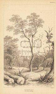 Varieties of Wire Traps for Bird Catching (engraving) by Unbekannter Künstler