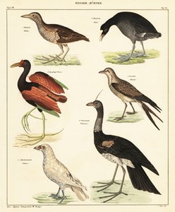 Variety of Water Fowl