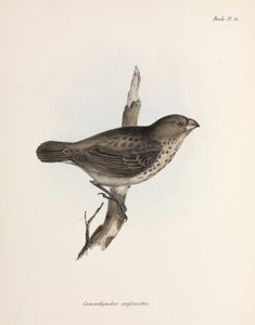 Vegetarian Finch, Galapagos Islands, c 1832-1836 by Unbekannt
