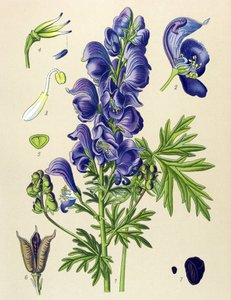 Venomous (Toxic) and Medicinal Plant: Aconitum Napellus