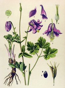 Toxic Plant: Common Ancolia (Aquilegia vulgaris)