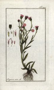 Vergerette Acre, Erigeron acris