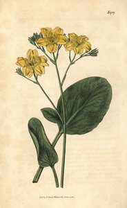Villardie - Villarsia Ovata (Oval-Leaved Cape Buckbean)