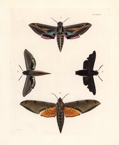 Vine sphinx moth, mournful sphinx, tersa sphinx, and streaked sphinx