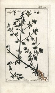 Vulvar (Chenopodium vulvaria). Lithograph from 