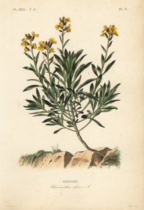Wallflower, Erysimum cheiri