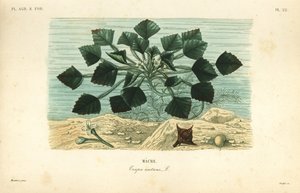 Water caltrop or buffalo nut, Trapa natans