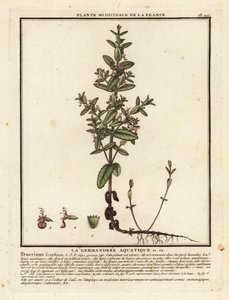 Water germander, Teucrium scordium