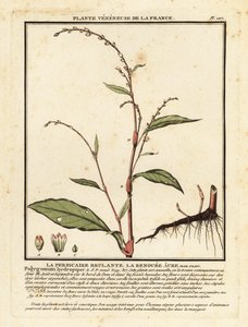 Water Pepper, Persicaria hydropiper