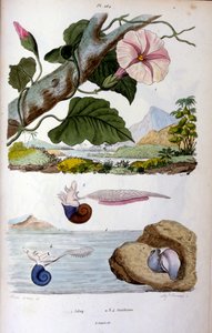 Water snail; Botanical and zoological illustration by F. E. Guérin. From Dictionnaire pittoresque d