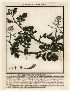 Watercress