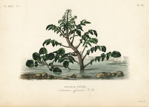 Watercress, Nasturtium officinale