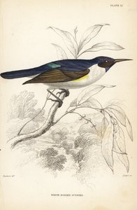 Western purple-backed sunbird, Anthreptes longuemarei (White-bodied sunbird, Anthreptes leucosoma). Handcoloured steel engraving by William Lizars after William Swainson from Sir William Jardine