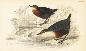 White-throated Dipper or Water Ouzel, Cinclus cinclus (engraving) by Unbekannter Künstler