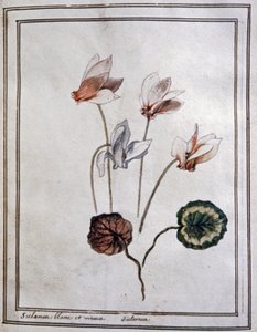 White Cyclamen