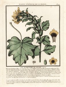 White henbane