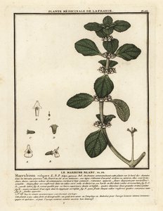 White Horehound, Marrubium vulgare