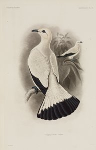 White Pigeon