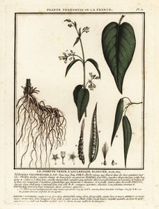 White Swallow-wort, Vincetoxicum hirundinaria