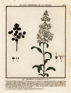 Wild privet, Ligustrum vulgare