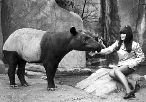 Woman feeding a tapir, Belle Vue Zoo, Manchester, April 1970