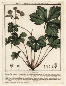 Wood Sanicle, Sanicula Europaea