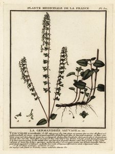 Woodland germander