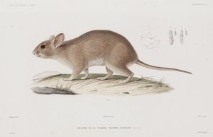 Woodrat, USA