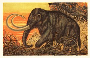 Woolly Mammoth, Mammuthus Primigenius by Unbekannter Künstler