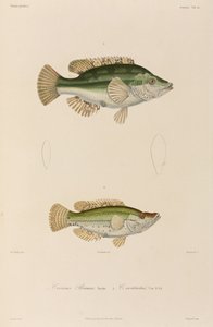 Wrasses, Black Sea by Unbekannter Künstler
