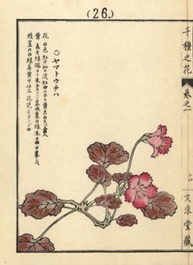 Yamato uchiwa or iwakagami, Schizocodon soldanelloides, Japanese alpine plant