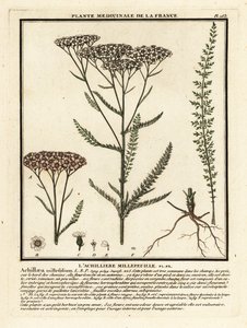 Yarrow, Achillea millefolium