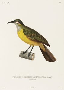 Yellow-Cheeked Philedon, New Guinea