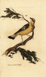 Yellow-rumped flycatcher, Ficedula zanthopygia. 1815