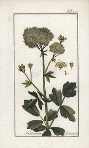 Yellow Pigamon, Thalictrum flavum