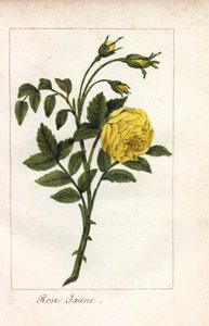 Yellow Pink, Rosa Lutea. Handcoloured Copperplate Engraving of an Illustration by Miss Prudhomme from Hommage Rendu a la Rose, Paris, Circa 1815 by Unbekannter Künstler