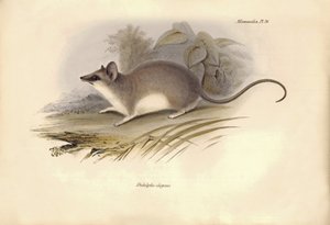Zoology: The Didelphis elegans of the Opossums family described by Charles Darwin during his exploration journey aboard the Beagle. Plate from The Zoology of the voyage of H.M.S. Beagle under the command of Captain Fitzroy during the years 1832 to 1836