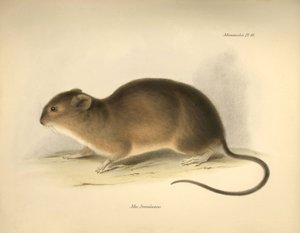 Zoology: The Mus braziliensis or mouse from Brazil described by Charles Darwin during his exploration journey aboard the Beagle. Plate from The Zoology of the voyage of H.M.S. Beagle under the command of Captain Fitzroy during the years 1832 to 1836